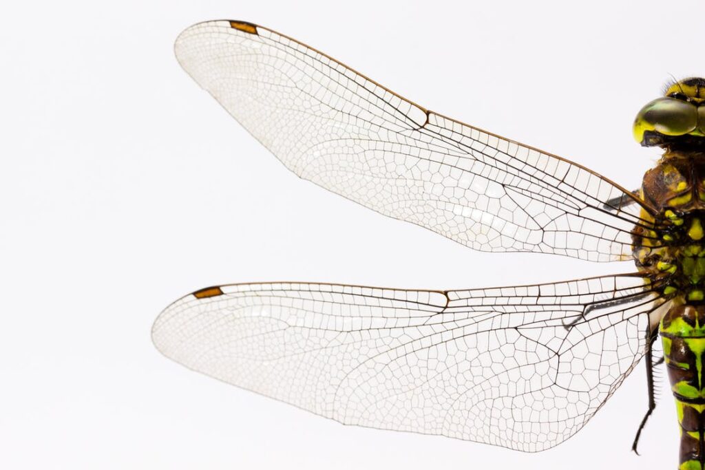 dragonfly-insect-animal-wing